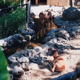 Main ke Kebun Binatang, Penting Nggak Sih?